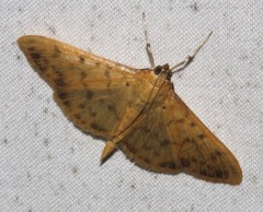 Patania balteata