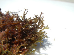 Hypnea