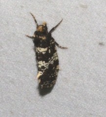 Ardiosteres moretonella
