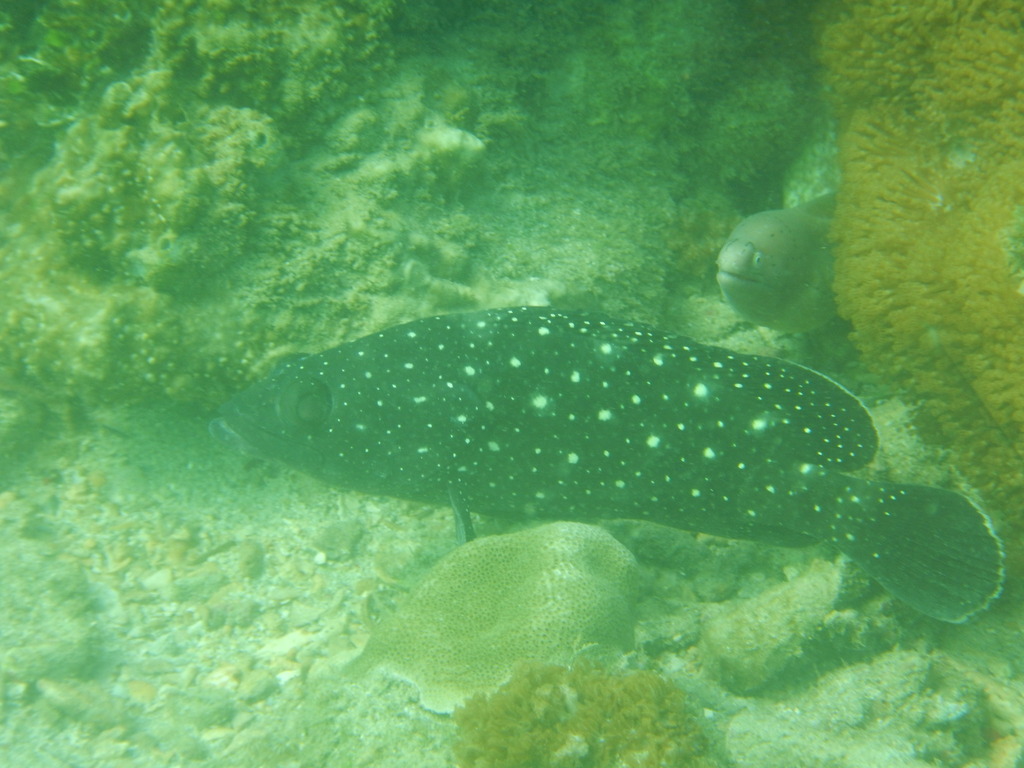 Garrupa