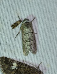 Sympistis sectiloides