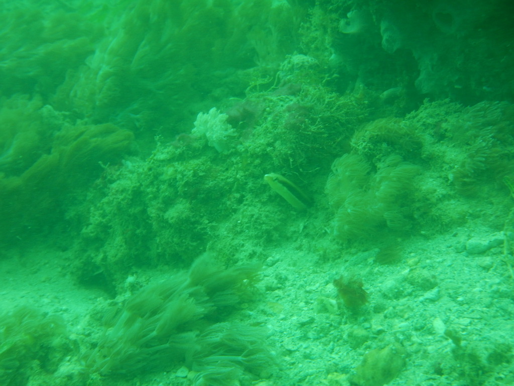 Aspidontus dussumieri