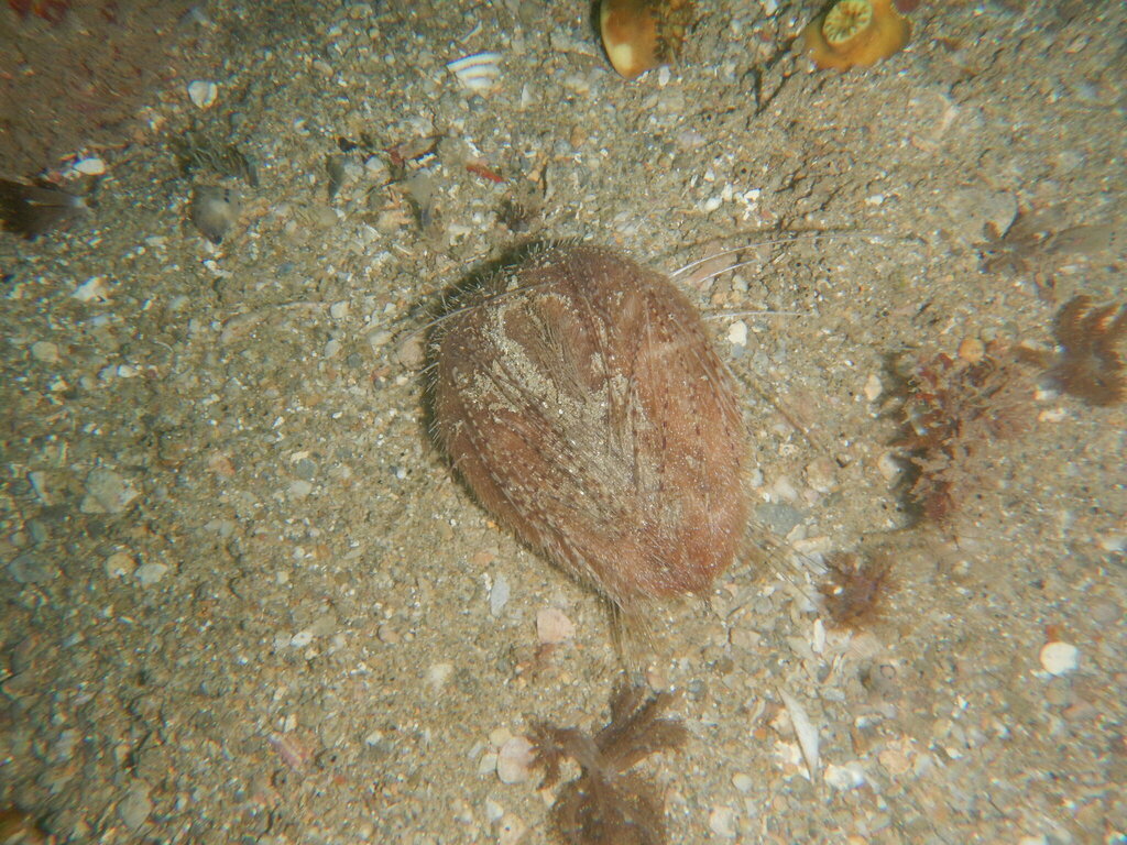 Lovenia elongata