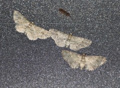 Idaea pervertipennis