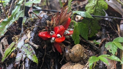 Image of Zingiber kawagoei by (c) Cheng-Te Hsu, some rights reserved (CC BY)