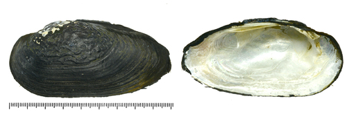 Nodularia douglasiae