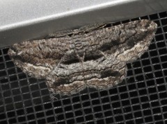 Scioglyptis canescaria