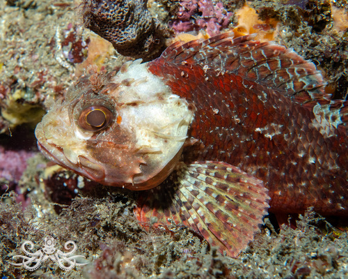 Chained scorpionfish (Scorpaena papillosa) — Scorpaenidae