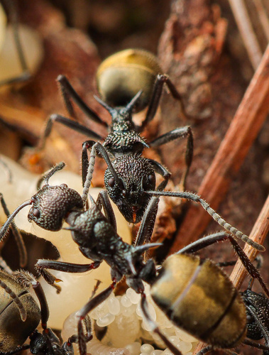 Dolichoderus clarkiDolichoderus clarki