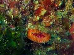 Monomyces rubrum