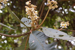 Saurauia madrensis
