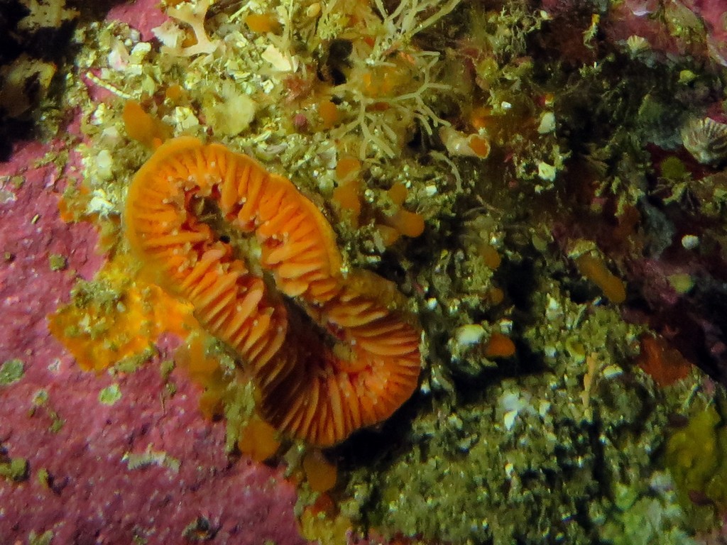 Monomyces rubrum