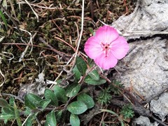 Oenothera deserticola