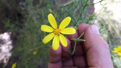 Osteospermum spinosum