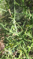 Osteospermum spinosum