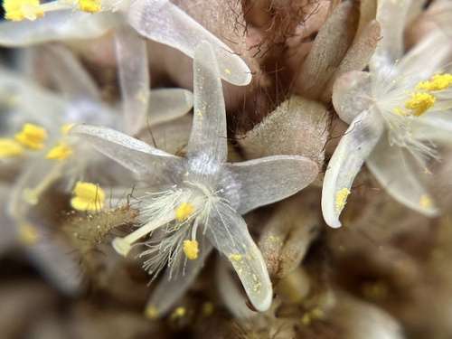 Palisota (Palisota bracteosa)