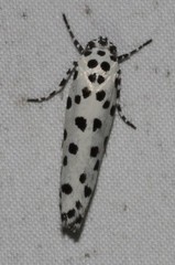 Ethmia clytodoxa