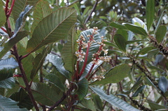 Saurauia madrensis