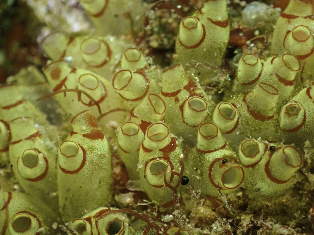 Ecteinascidia maxima