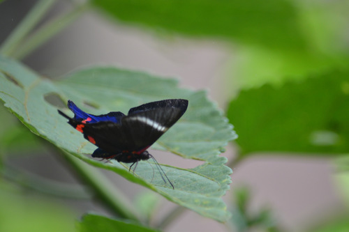 Periander Metalmark photo 3