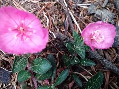 Oenothera deserticola