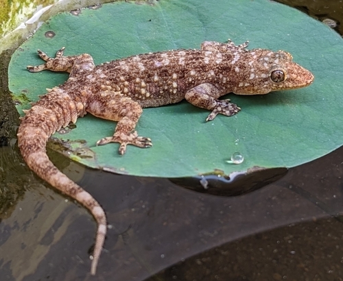 Treutler’s gecko, Hemidactylus treutleri