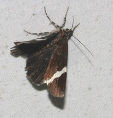 Coenotoca subaspersa