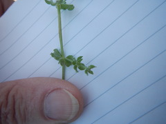 Galium texense