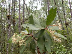 Saurauia madrensis
