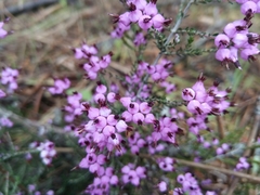 Erica umbellata