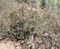 Calliandra eriophylla