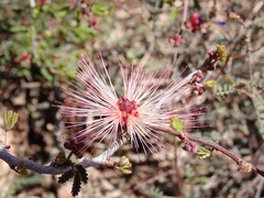 Calliandra eriophylla
