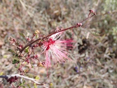 Calliandra eriophylla