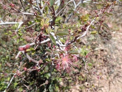 Calliandra eriophylla