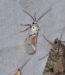 Enaemia atrolinea