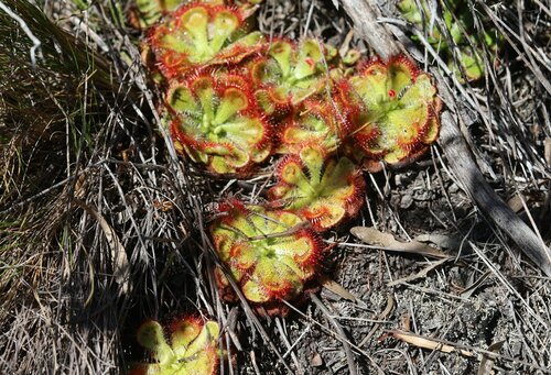 Image of Drosera xerophila by (c) Paul Hoekman, some rights reserved (CC BY)