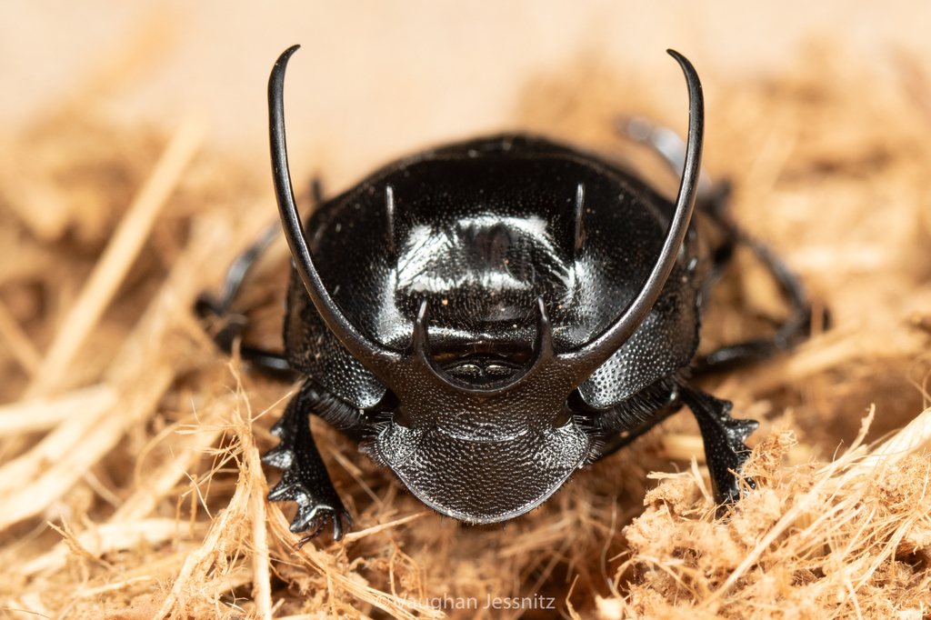 Proagoderus furcifer