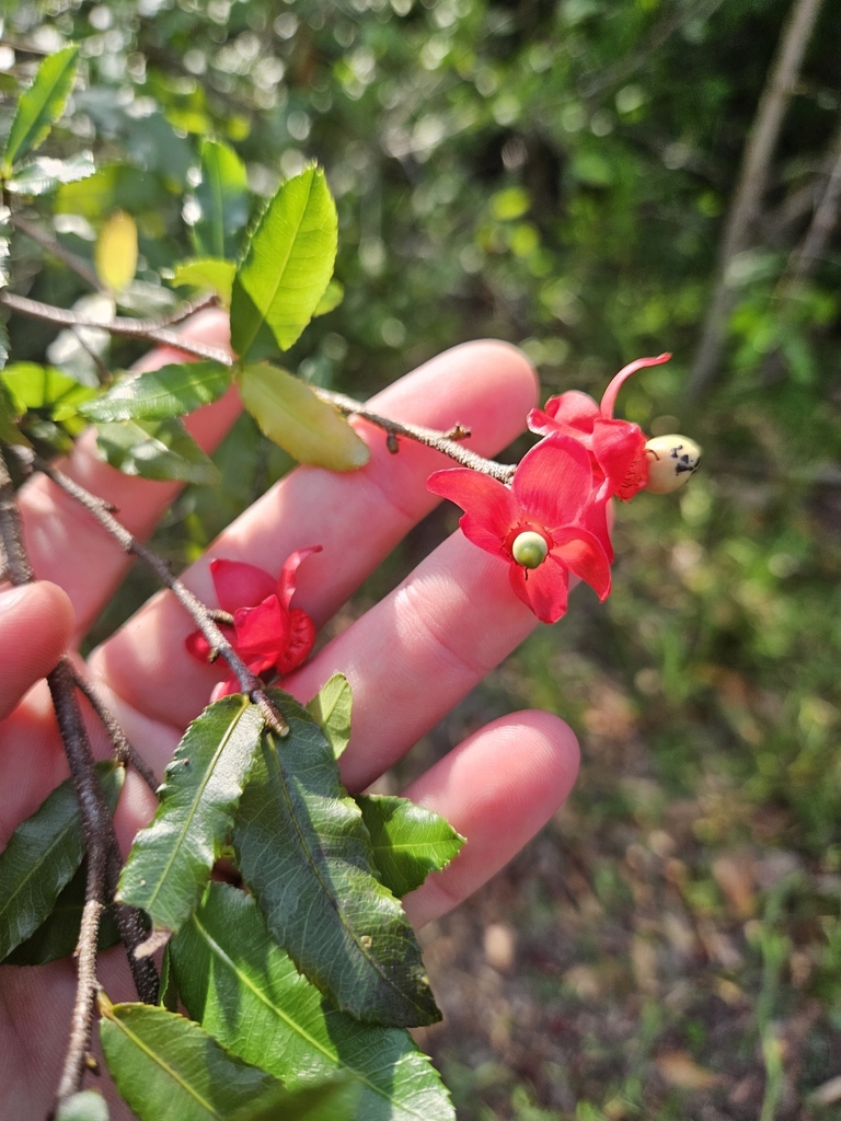 Small-leaved plane from Ferny Hills QLD 4055, Australia on December 28 ...