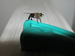 Galactomyia