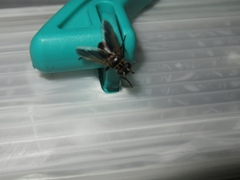 Galactomyia