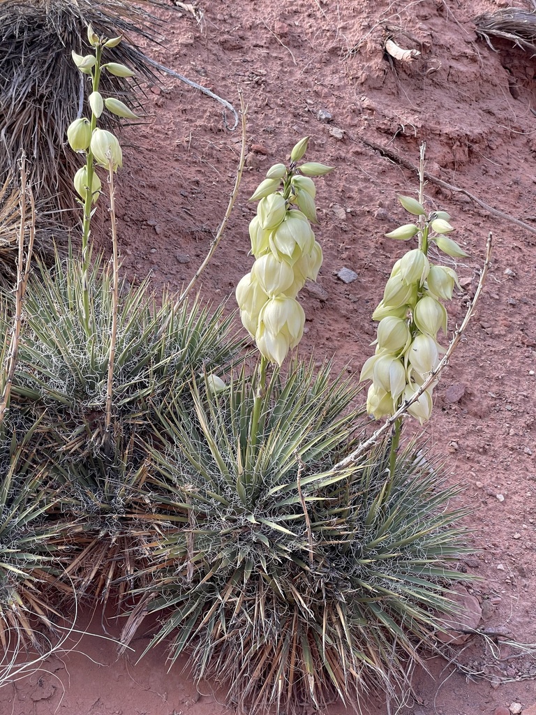 Dwarf Yucca from Wayne County, UT, USA on May 26, 2023 at 06:04 PM by ...