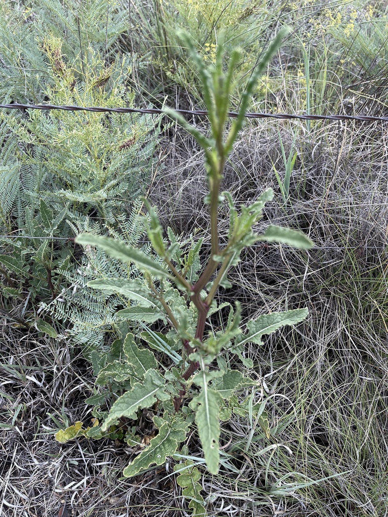 Bristle Dogmustard