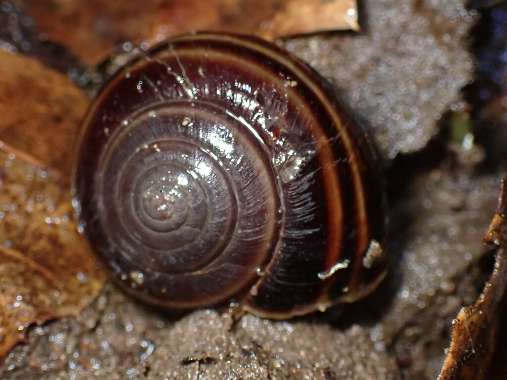 redwood shoulderband