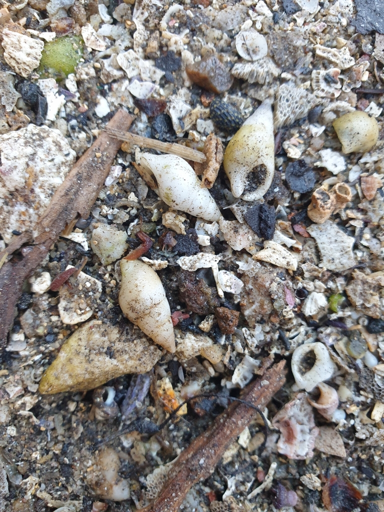 yellow-coated clusterwink from Eastbourne Ave near Burrows Park ...