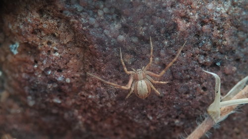 Philodromus devhutai