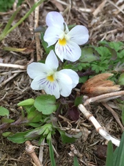 Viola bicolor