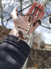 Populus tremuloides