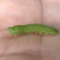 Libytheana carinenta