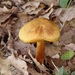Cortinarius leproleptopus - Photo (c) J. IGNASI, some rights reserved (CC BY-NC), uploaded by J. IGNASI