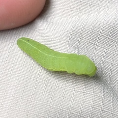 Libytheana carinenta